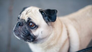 Comment choisir un chien de compagnie : les 10 caractéristiques à éviter selon les experts 1 Carlino