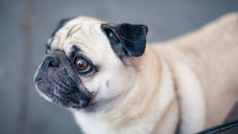 Comment choisir un chien de compagnie : les 10 caractéristiques à éviter selon les experts 1 Carlino