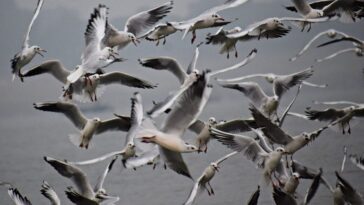 Comment la grippe aviaire est devenue une pandémie animale (qui menace désormais également l'homme) 3 Image