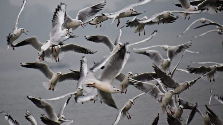 Comment la grippe aviaire est devenue une pandémie animale (qui menace désormais également l'homme) 1 Image