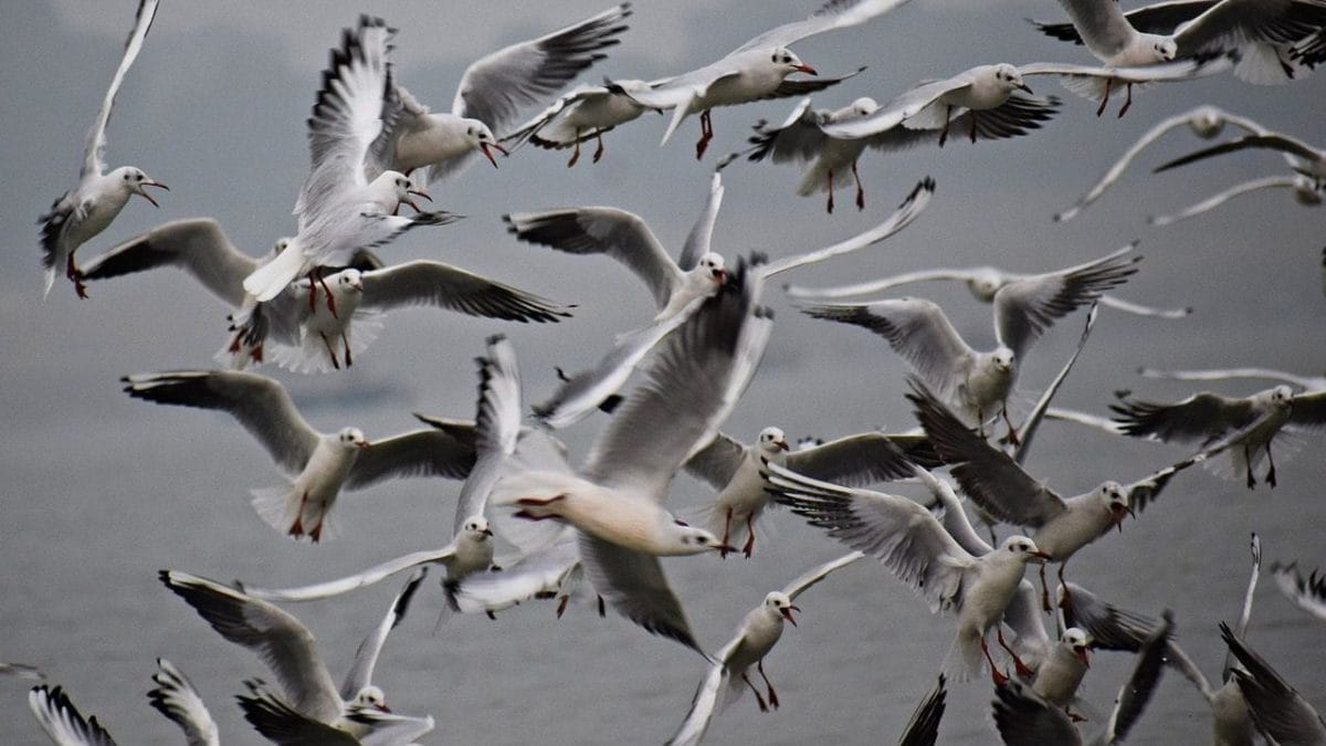 Comment la grippe aviaire est devenue une pandémie animale (qui menace désormais également l'homme) 2 Image
