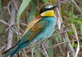 Un guêpier, un oiseau migrateur coloré qui arrive en Italie au printemps pour se reproduire. Crédit: Andrea Centini