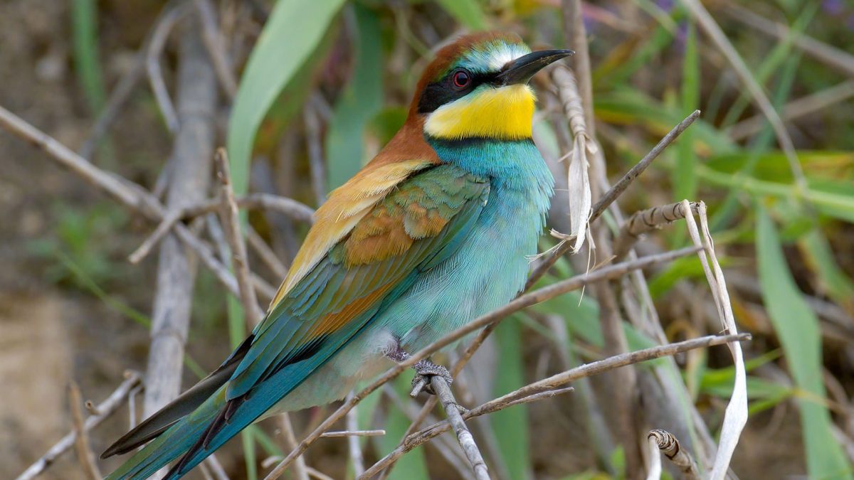 Comment les animaux se souviennent-ils de la trajectoire de migration et la connaissent-ils sans l'avoir jamais faite 2 Un guêpier, un oiseau migrateur coloré qui arrive en Italie au printemps pour se reproduire. Crédit: Andrea Centini