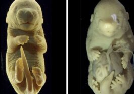 Comment les scientifiques ont-ils réussi à créer une souris à six pattes 106 A sinistra, un normale embrione di topo. A destra, l'embrione a sei zampe creato dagli scienziati / Credit: Anastasiia Lozovska et al., Nature Comunications