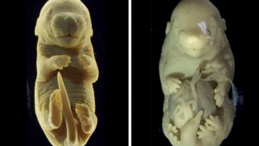 Comment les scientifiques ont-ils réussi à créer une souris à six pattes 23 A sinistra, un normale embrione di topo. A destra, l'embrione a sei zampe creato dagli scienziati / Credit: Anastasiia Lozovska et al., Nature Comunications