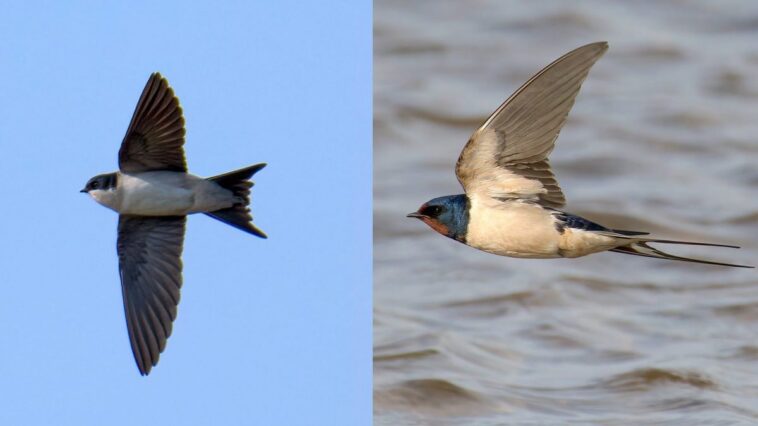 Comment reconnaître les hirondelles et pourquoi les oiseaux blancs et noirs que vous voyez dans le ciel n'en sont pas 1 A sinistra un balestruccio, a destra una rondine comune. Credit: Andrea Centini
