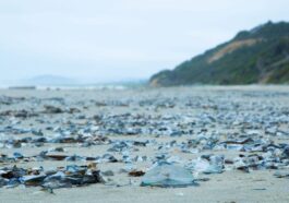 Barchette di San Pietro (Velella velella) spiaggiate. Credit: Oregon Coast Aquarium / X