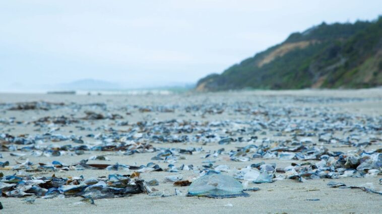 Côtes USA envahies par des millions de créatures marines "étranges" : qu'est-ce que la Velella velella 1 Barchette di San Pietro (Velella velella) spiaggiate. Credit: Oregon Coast Aquarium / X