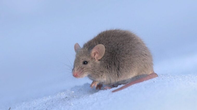 Création pour la première fois de souris avec un cerveau hybride : elles possèdent l'odorat d'une autre espèce 1 Immagine