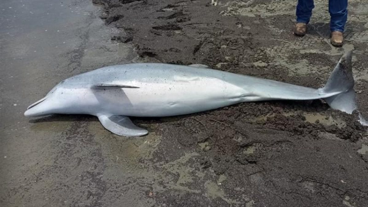 Dauphin abattu à coups de pistolet, balles dans le cœur et le cerveau : offre de « prime » de 20 000 $ 2 Crédit : Audubon Aquarium Rescue