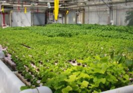 Será que vai ser possível cultivar em Marte? Este Rover vai descobrir