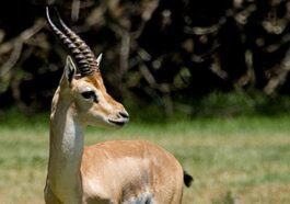 Une gazelle de montagne. Crédit : wikipedia