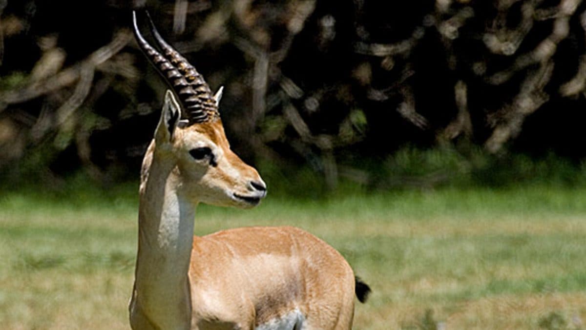 Gazelle à six pattes repérée en Israël, experts : "Elle va bien et a eu un petit." 2 Une gazelle de montagne. Crédit : wikipedia
