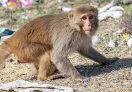 Homme blessé par un singe dans un état critique, a été infecté par un virus rare : les risques 48 Image