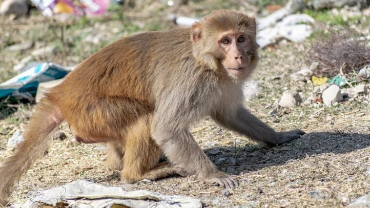 Homme blessé par un singe dans un état critique, a été infecté par un virus rare : les risques 1 Image