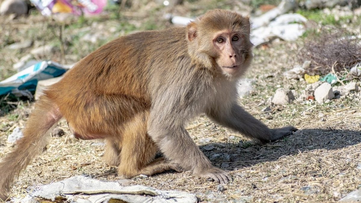Homme blessé par un singe dans un état critique, a été infecté par un virus rare : les risques 2 Image