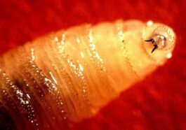Larva della mosca carnivora Cochliomyia hominivorax. Crédit : Wikipedia