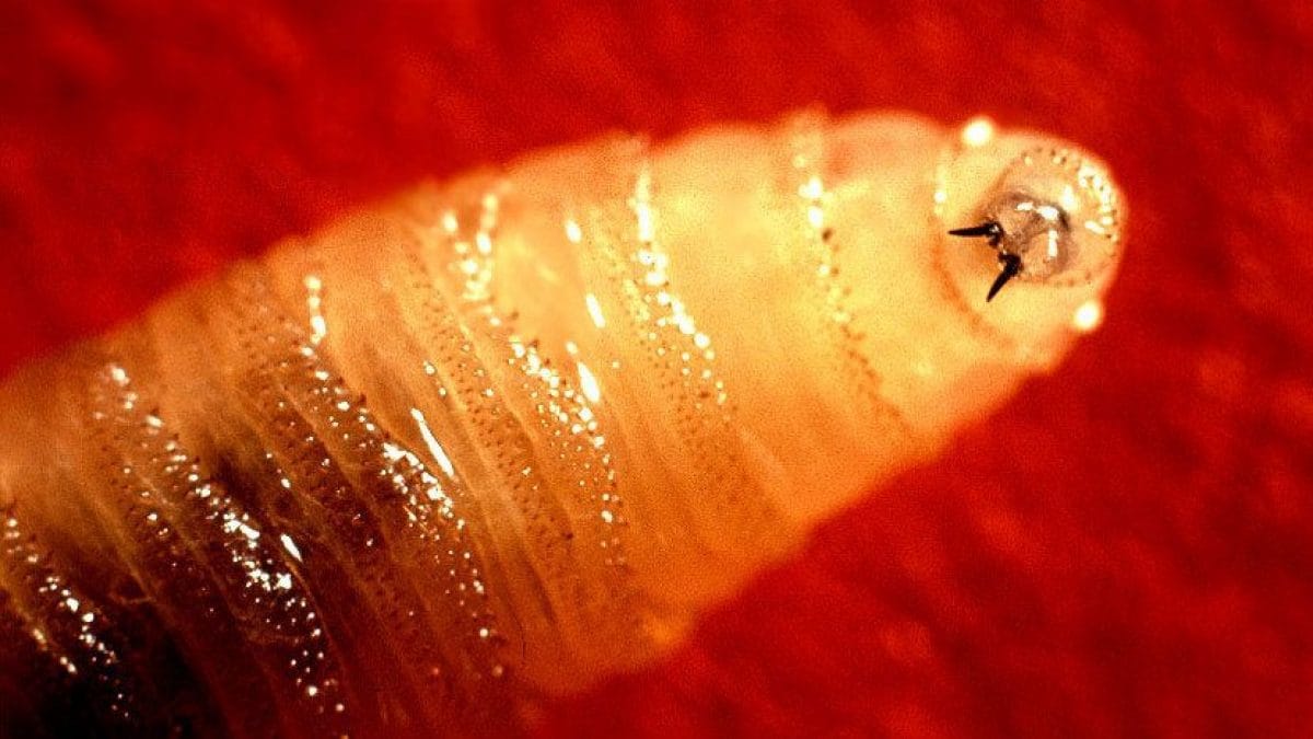 Invasion de mouches carnivores au Costa Rica, déclaration de l'état d'urgence : que se passe-t-il ? 2 Larva della mosca carnivora Cochliomyia hominivorax. Crédit : Wikipedia