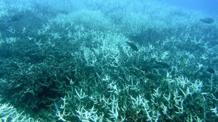 La chaleur record condamne les coraux au pire blanchiment jamais vu 1 Le blanchissement des coraux (Acropora spp.) dans la Grande Barrière de corail / Crédit : Roff, Wikipedia