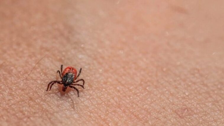 Les cas de maladie de Lyme peuvent augmenter: la raison est liée aux tiques et au changement climatique 1 Image