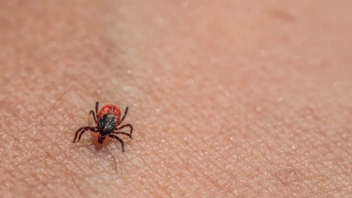 Les cas de maladie de Lyme peuvent augmenter: la raison est liée aux tiques et au changement climatique 2 Image