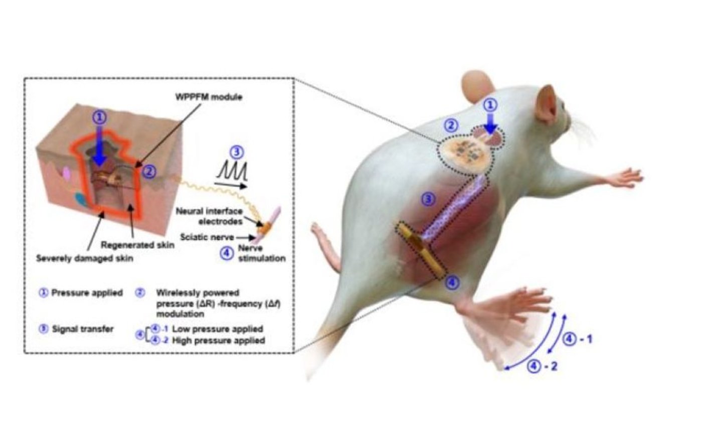 Les chercheurs ont testé une peau bionique capable de retrouver le sens du toucher : c'est l'avenir des implants 3 Un rat recevant des stimuli externes à travers une peau implantée