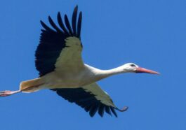 Magnifique cigogne blanche aperçue au parc du Circeo : les images de cette rare rencontre 102 Cicogna bianca. Crédit : Andrea Centini