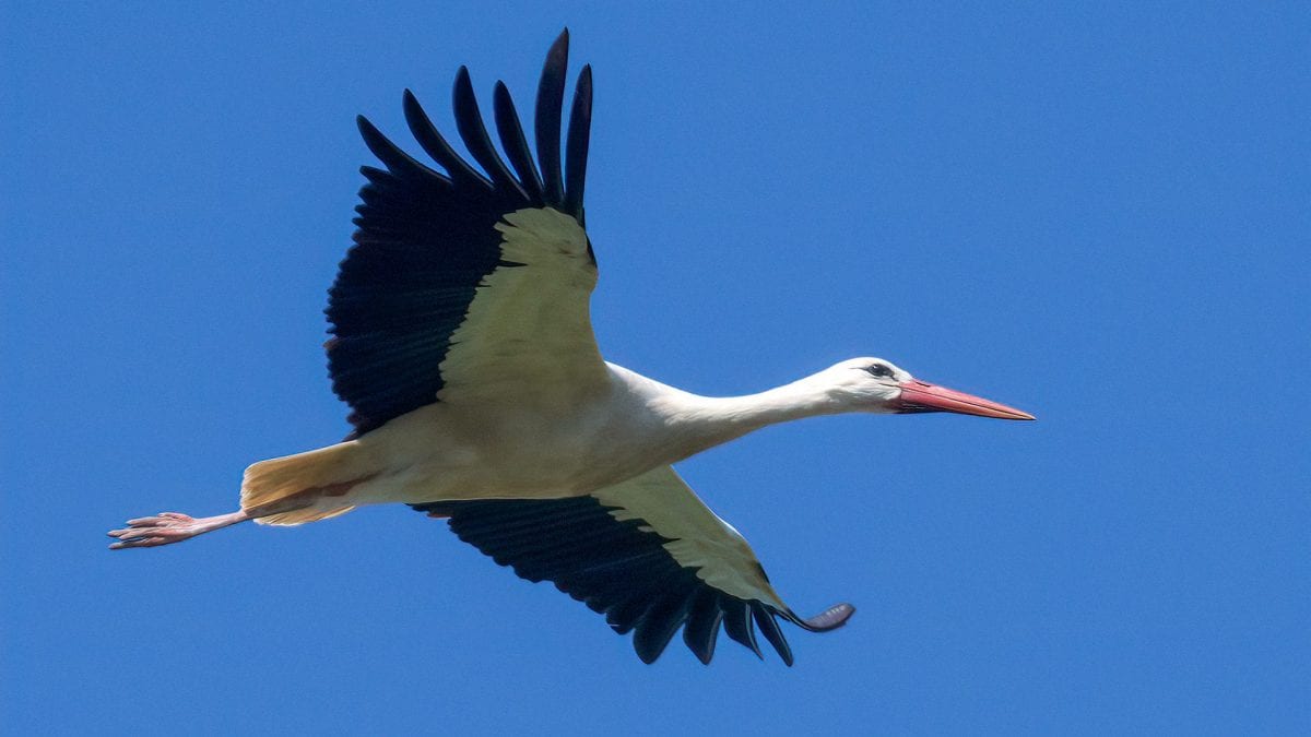 Magnifique cigogne blanche aperçue au parc du Circeo : les images de cette rare rencontre 2 Cicogna bianca. Crédit : Andrea Centini