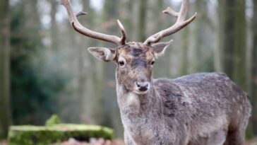 Maladie du cerf zombie, deux chasseurs décédés suite à une infection : "Premiers cas possibles" 19 Image