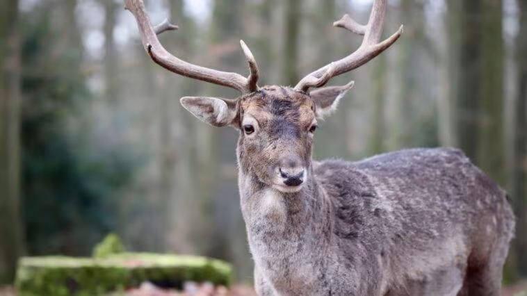 Maladie du cerf zombie, deux chasseurs décédés suite à une infection : "Premiers cas possibles" 1 Image