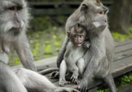 Même les animaux "ressentent" l'éclipse : un groupe de chercheurs a observé les réactions dans les zoos 77 Immagine