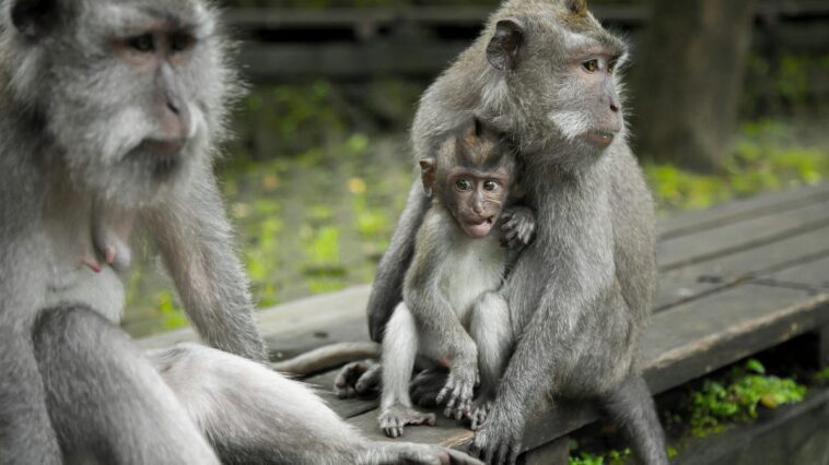 Même les animaux "ressentent" l'éclipse : un groupe de chercheurs a observé les réactions dans les zoos 1 Immagine