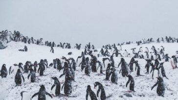 Mystérieuse hécatombe de pingouins en Antarctique : plus de 500 spécimens retrouvés morts sous la neige 29 Immagine