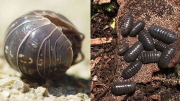 Non, le cochon de terre que tu as sous le pot n'est pas un insecte : c'est un crustacé 11 Porcellini di terra. Crédit: Wikipedia