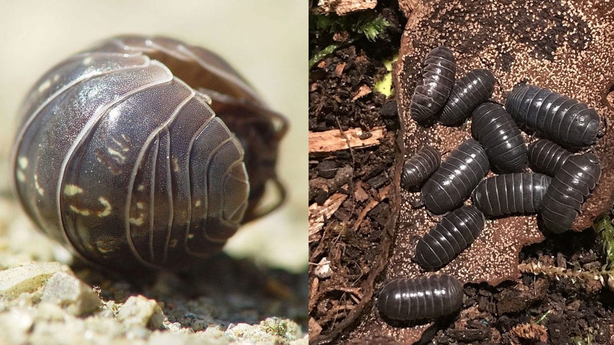 Non, le cochon de terre que tu as sous le pot n'est pas un insecte : c'est un crustacé 2 Porcellini di terra. Crédit: Wikipedia