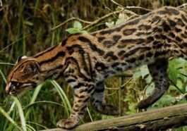Nouvelle espèce de tigre chat découverte en Amérique : les images du merveilleux félin 70 Credit: Tiger Cats Conservation Initiative / Scientific Reports
