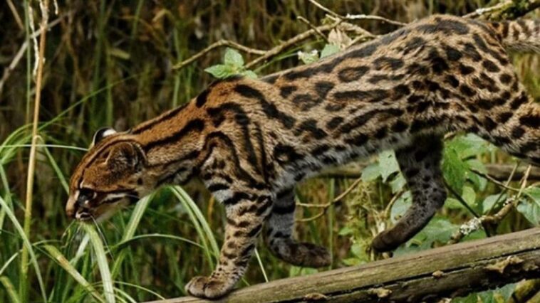 Nouvelle espèce de tigre chat découverte en Amérique : les images du merveilleux félin 1 Credit: Tiger Cats Conservation Initiative / Scientific Reports