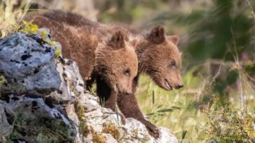 Orsa Amarena, quand les enfants seront-ils séparés et pourquoi sont-ils encore ensemble : les réponses du zoologue 14 Credit: Giacomo Salomone