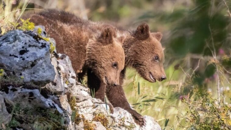 Orsa Amarena, quand les enfants seront-ils séparés et pourquoi sont-ils encore ensemble : les réponses du zoologue 1 Credit: Giacomo Salomone