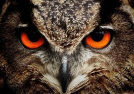 Plus d'animaux que nous ne le pensons pourraient avoir conscience. Une nouvelle étude le suggère.