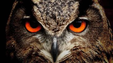 Plus d'animaux que nous ne le pensons pourraient avoir conscience. Une nouvelle étude le suggère.