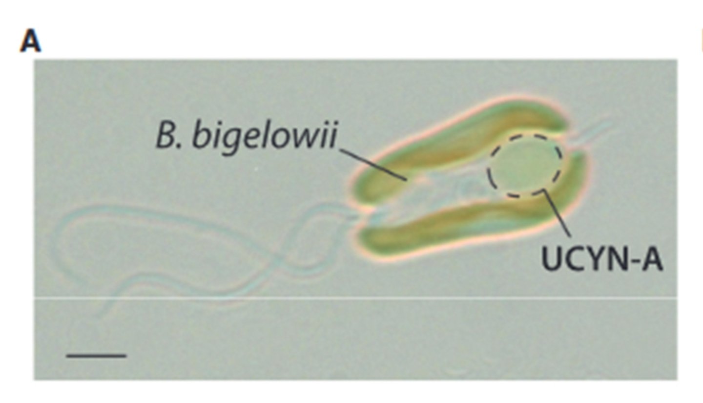 Pour la première fois en milliards d'années, deux formes de vie ont radicalement bouleversé la biologie.