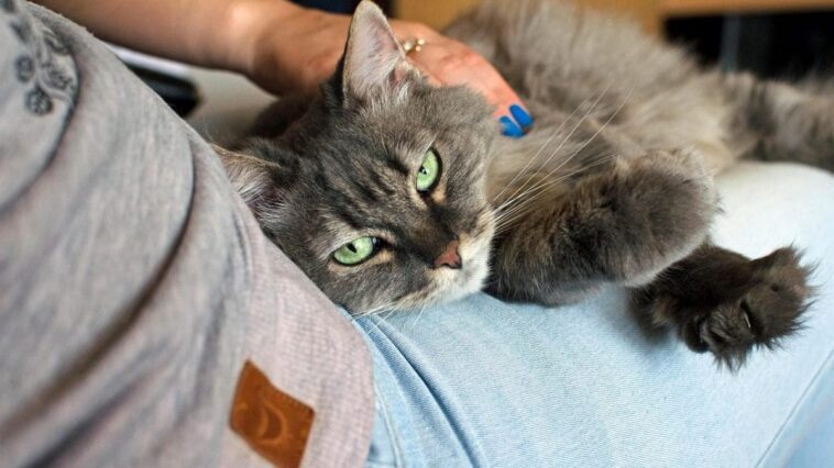Pourquoi avoir un chat peut doubler le risque de schizophrénie: l'étude 1 Image