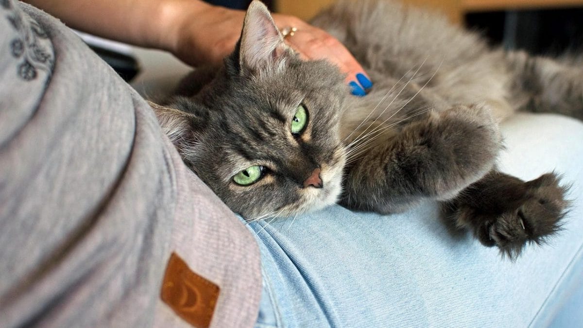 Pourquoi avoir un chat peut doubler le risque de schizophrénie: l'étude 2 Image
