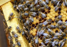 Doutes sur l'augmentation record des abeilles aux États-Unis, voici pourquoi 34 Image