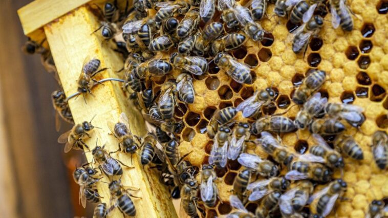 Doutes sur l'augmentation record des abeilles aux États-Unis, voici pourquoi 1 Image
