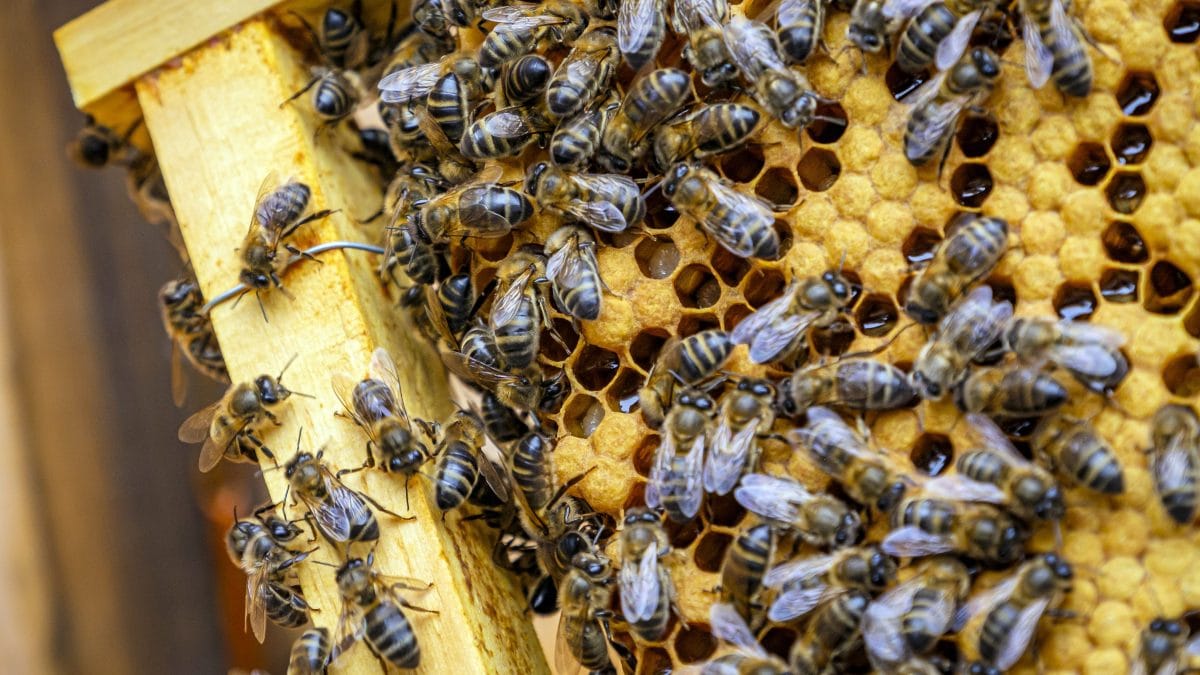 Doutes sur l'augmentation record des abeilles aux États-Unis, voici pourquoi 2 Image