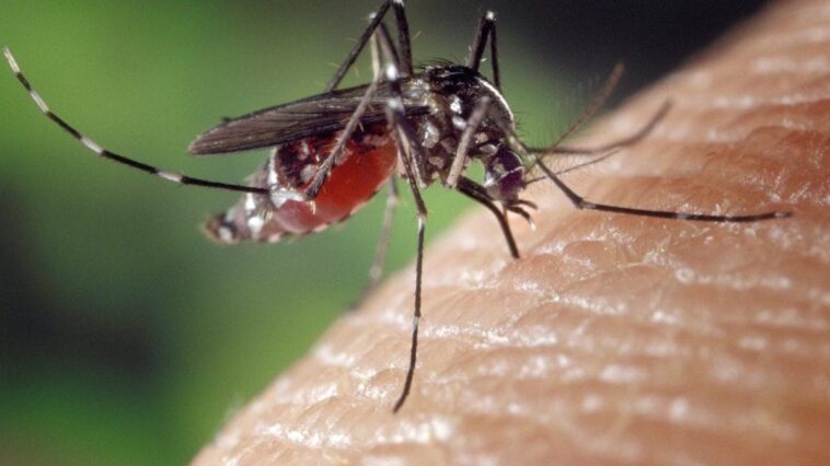 Suspicion de cas de Zika à Cattolica : qu'est-ce que c'est, quels sont les symptômes et comment se transmet-il 1 Image