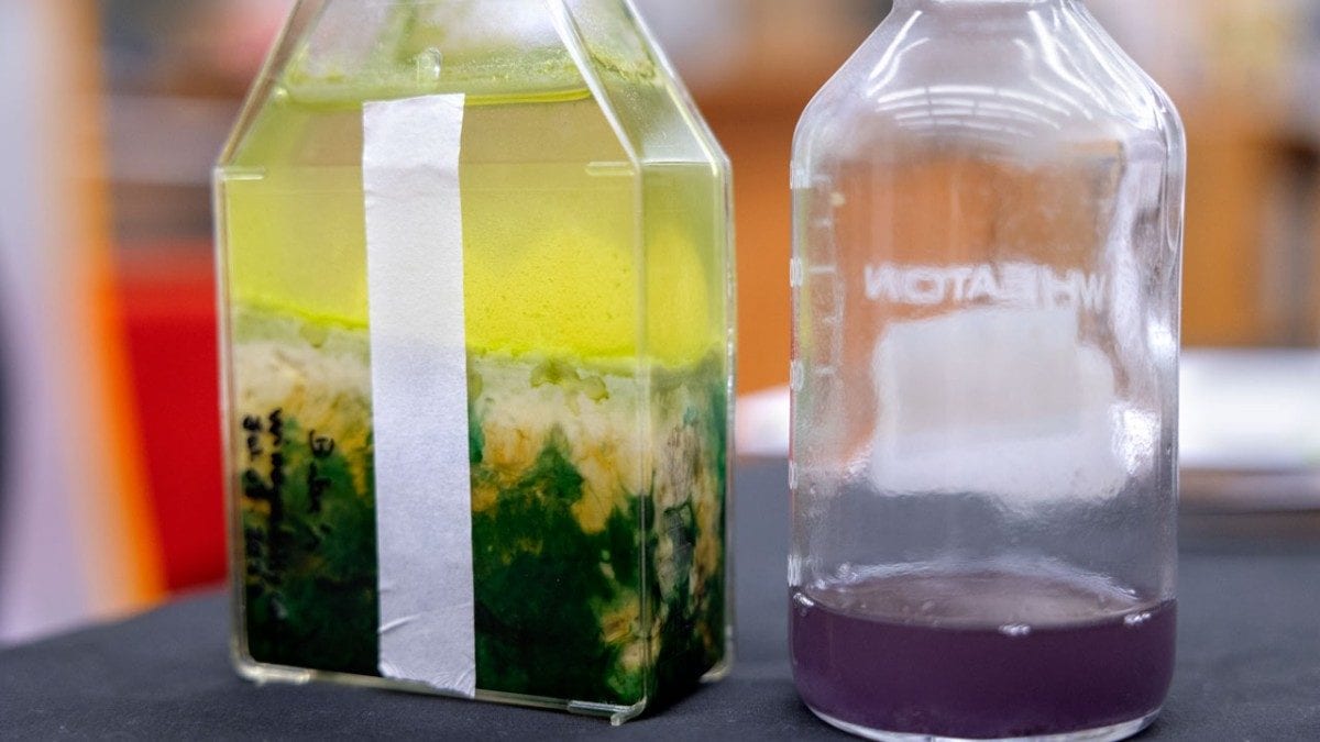 Pourquoi la vie extraterrestre est plus probable sur les mondes violets que sur ceux bleus et verts comme la Terre 3 Batteri viola coltivati in laboratorio. Credit: Ryan Young/Cornell University