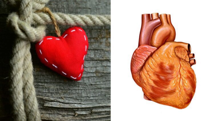 Pourquoi le symbole du cœur est-il si différent de l'organe réel : une étude italienne éclaire sur ses origines 1 Image